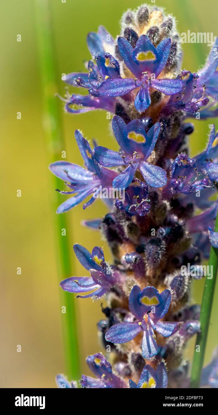 Grass macro purple hi-res stock photography and images - Alamy