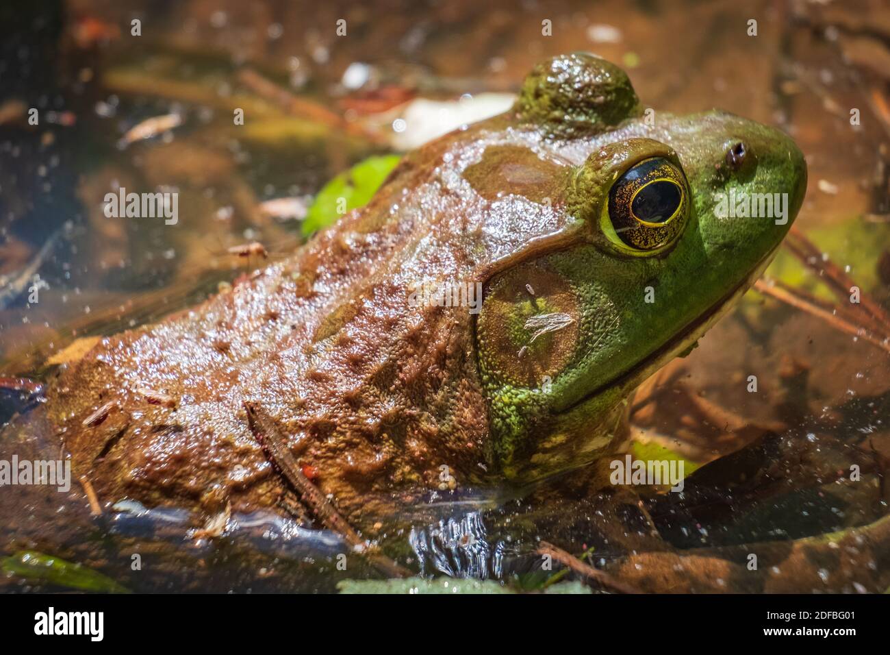 Closeup of american bullfrog lithobates catesbeianus hires stock photography and images Alamy