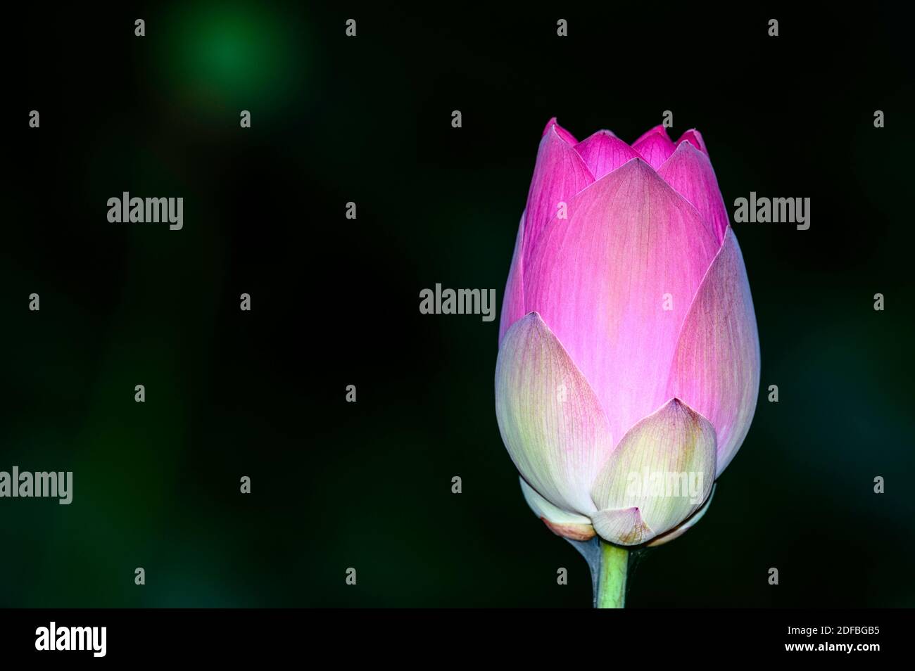 Lotus flowers In various stages of blooming; an Asian beauty, an Asian aphrodisiac Stock Photo