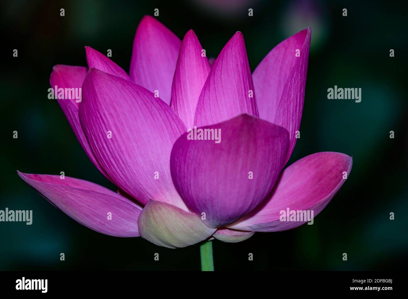 Lotus flowers In various stages of blooming; an Asian beauty, an Asian aphrodisiac Stock Photo