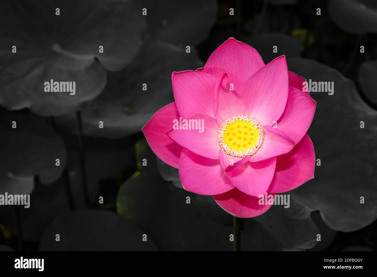 Lotus flowers In various stages of blooming; an Asian beauty, an Asian aphrodisiac Stock Photo