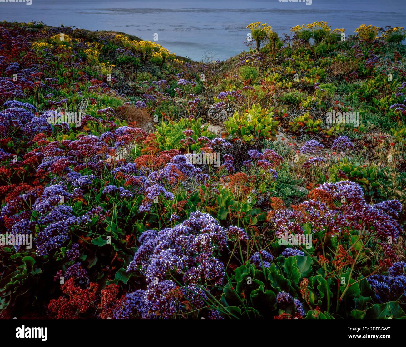 Limonium, Sea Lavender, Coreopsis, Leo Carrillo State Beach, Malibu, California Stock Photo
