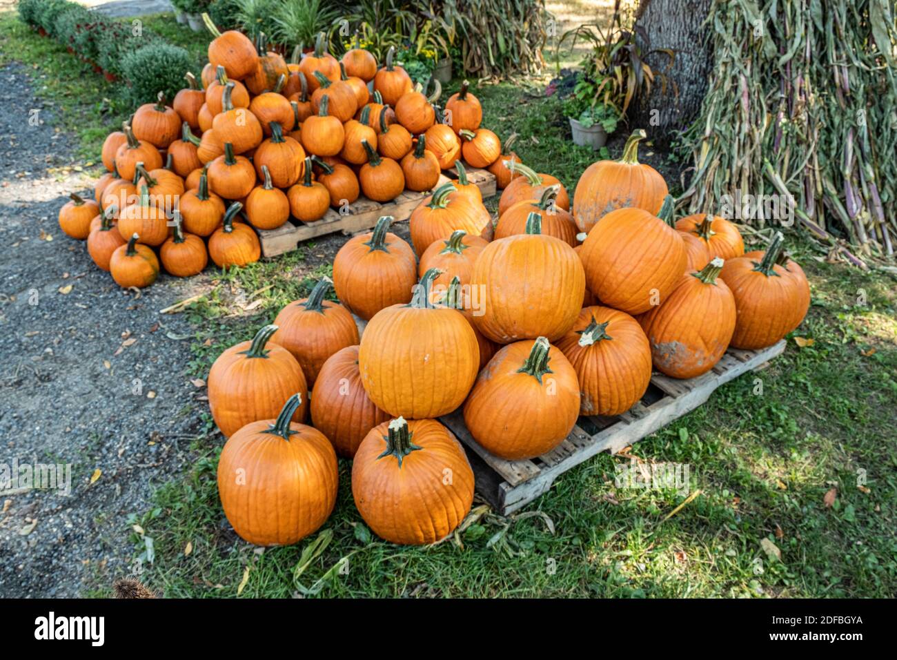 The Kitchen Garden in Templeton, Massachusetts has a fine selection of farm fresh vegetables Stock Photo