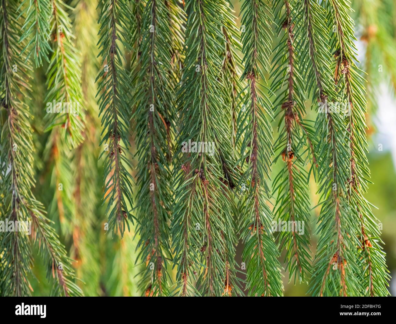 Green fir branches in winter at sunset. Branches of fir tree as ...
