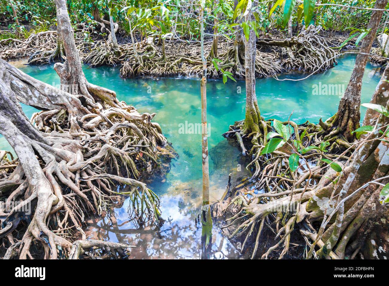 Tropical Tree Roots Or Tha Pom Mangrove In Swamp Forest And Flow Water Klong Song Nam At Krabi