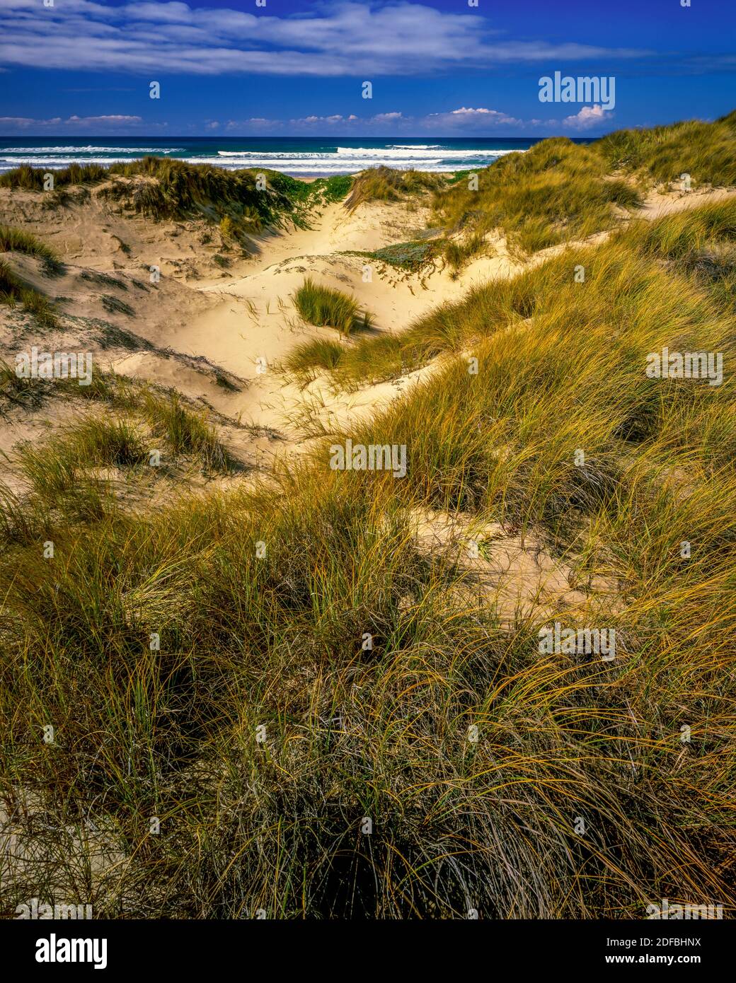 Beach sand dunes california hi-res stock photography and images - Alamy