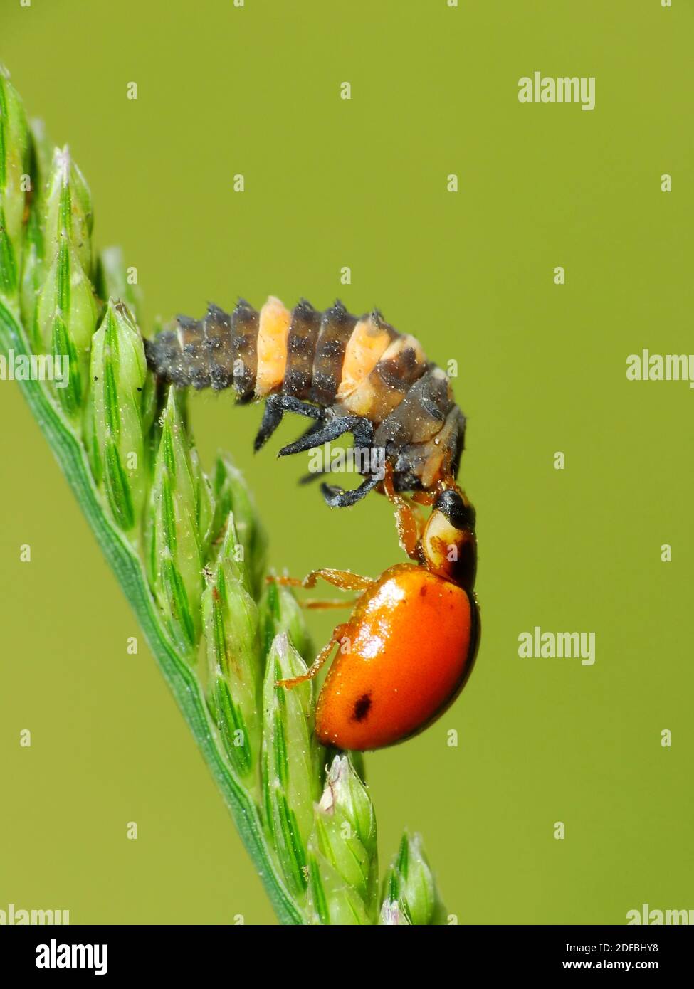 Insect eye organ wing hi-res stock photography and images - Alamy