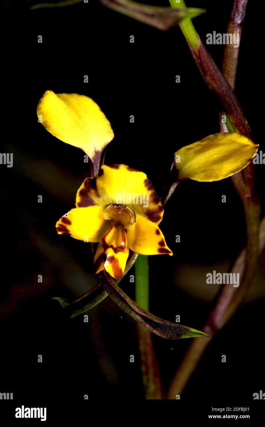 The Leopard Orchid (Diuris Pardina) is closely related to the Donkey Orchid (Diuris Sulphurea), but is smaller with dark brown spots. Stock Photo