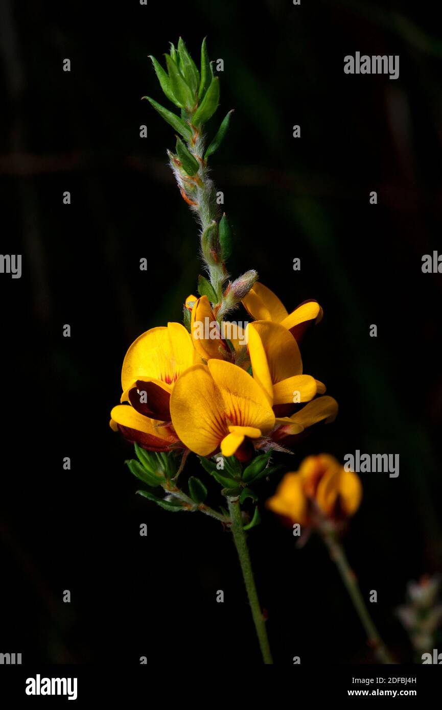 Eggs And Bacon (Aotus Ericoides) is a Spring flowering shrub in the woodlands of Southern Victoria. Its yellow and brown flowers remind of breakfast. Stock Photo