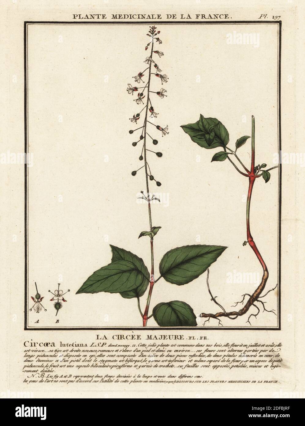 Broad-leaved enchanter's nightshade, La circee majeure, Circaea lutetiana. Copperplate engraving printed in three colours by Pierre Bulliard from his Herbier de la France, ou collection complete des plantes indigenes de ce royaume, Didot jeune, Debure et Belin, 1780-1793. Stock Photo