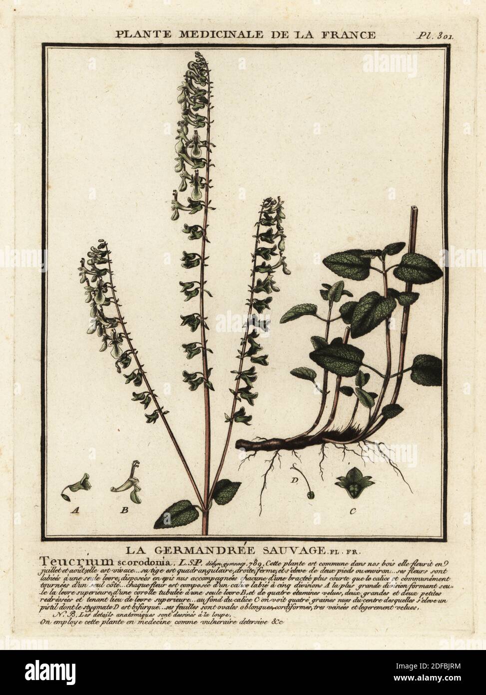 Woodland germander or wood sage, La germandree sauvage, Teucrium scorodonia. Copperplate engraving printed in three colours by Pierre Bulliard from his Herbier de la France, ou collection complete des plantes indigenes de ce royaume, Didot jeune, Debure et Belin, 1780-1793. Stock Photo
