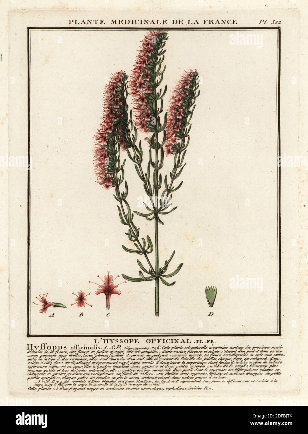 Hyssop, L’hyssope officinal, Hyssopus officinalis. Copperplate engraving printed in three colours by Pierre Bulliard from his Herbier de la France, ou collection complete des plantes indigenes de ce royaume, Didot jeune, Debure et Belin, 1780-1793. Stock Photo