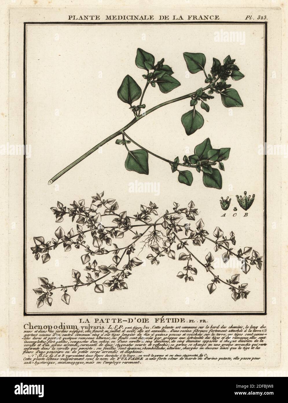 Stinking goosefoot or notchweed, La patte-d’oie fetide, Chenopodium vulvaria. Copperplate engraving printed in three colours by Pierre Bulliard from his Herbier de la France, ou collection complete des plantes indigenes de ce royaume, Didot jeune, Debure et Belin, 1780-1793. Stock Photo