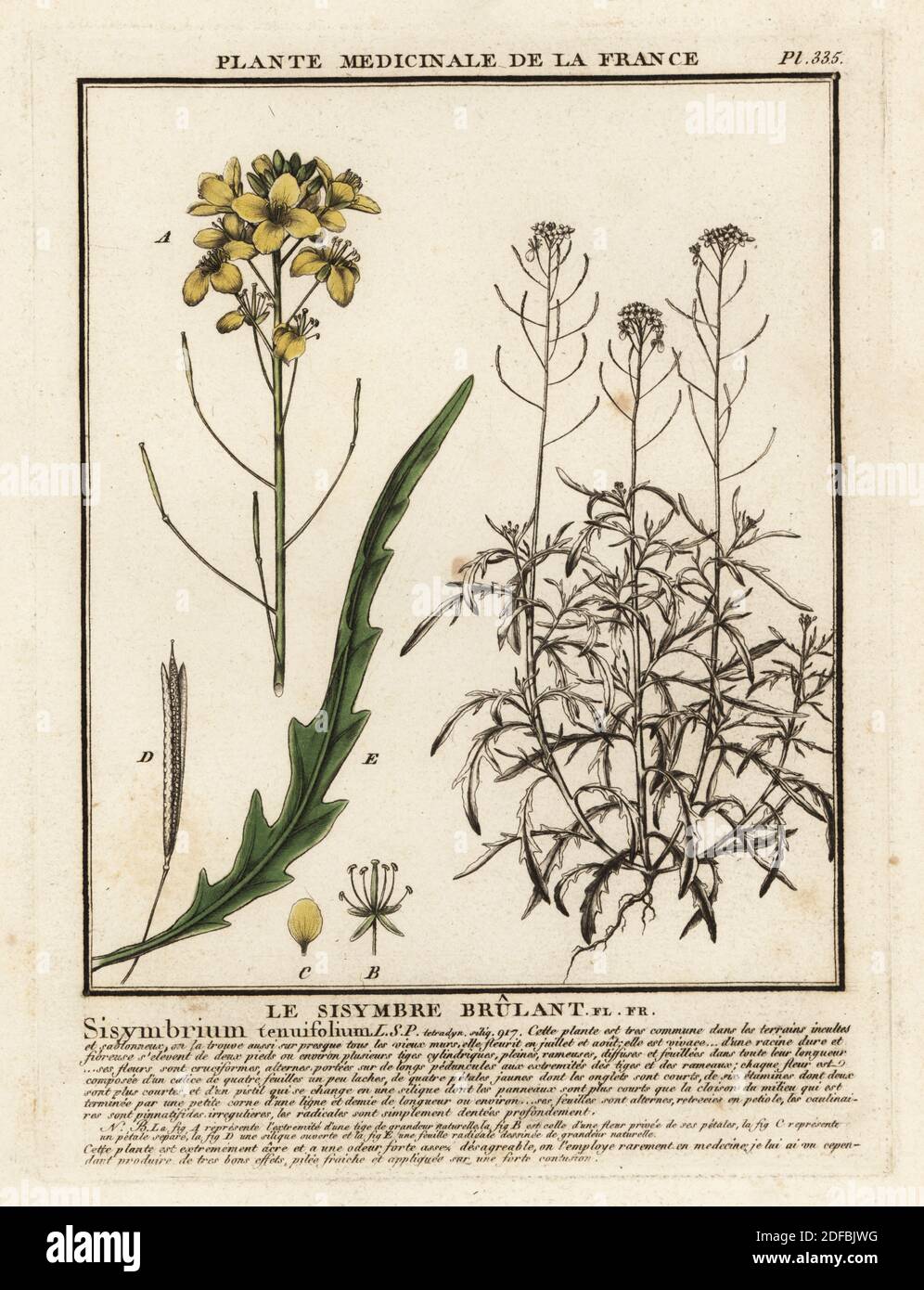 Wild rocket and perennial wall-rocket, Diplotaxis tenuifolia. Le sisymbre brulant, Sisymbrium tenuifolium. Copperplate engraving printed in three colours by Pierre Bulliard from his Herbier de la France, ou collection complete des plantes indigenes de ce royaume, Didot jeune, Debure et Belin, 1780-1793. Stock Photo