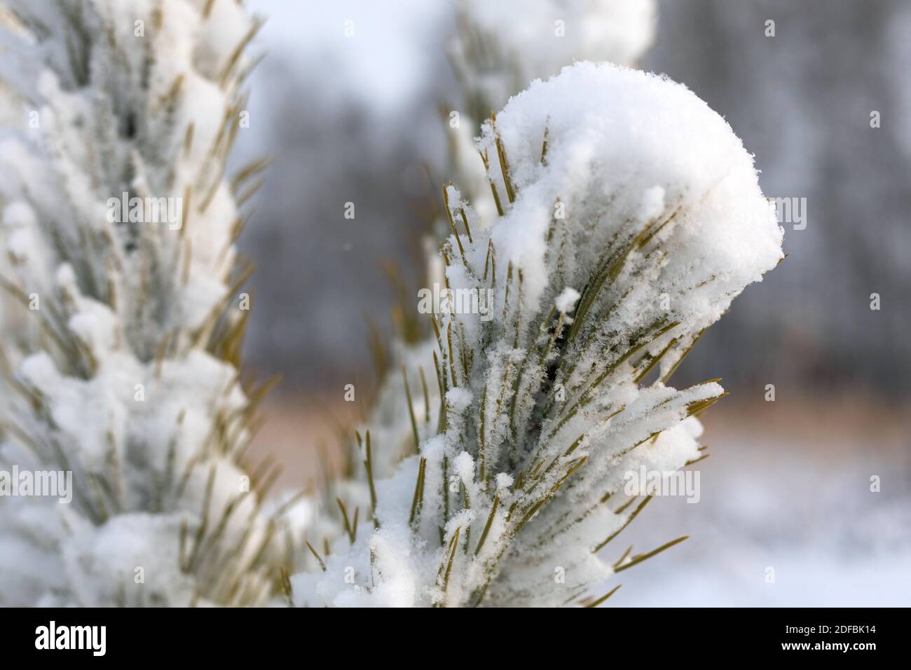 branches of coniferous tree covered with snow. Paws in snow Stock Photo ...