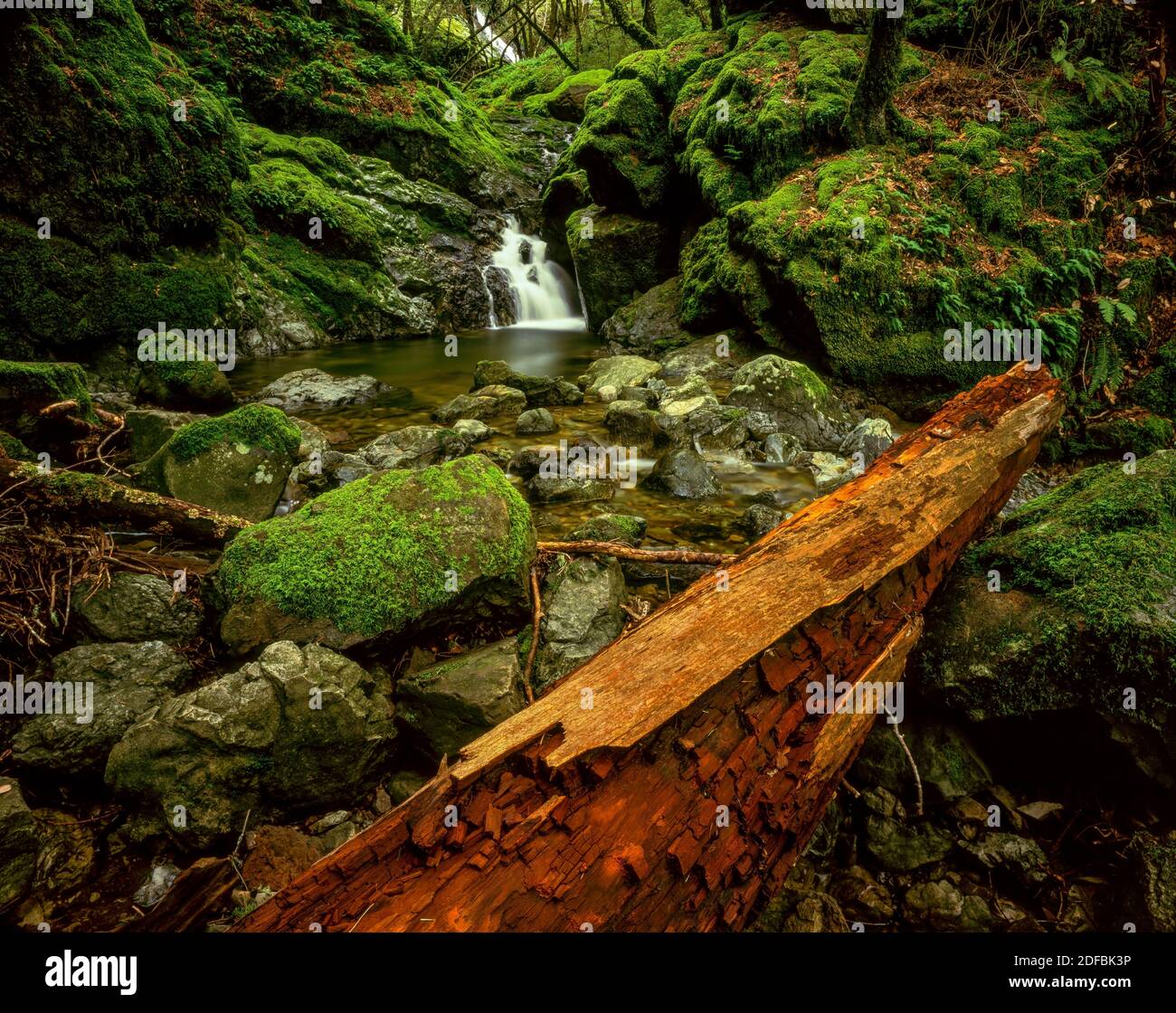 Redwood, Cataract Creek, Mount Tamalpais, Marin County, California Stock Photo