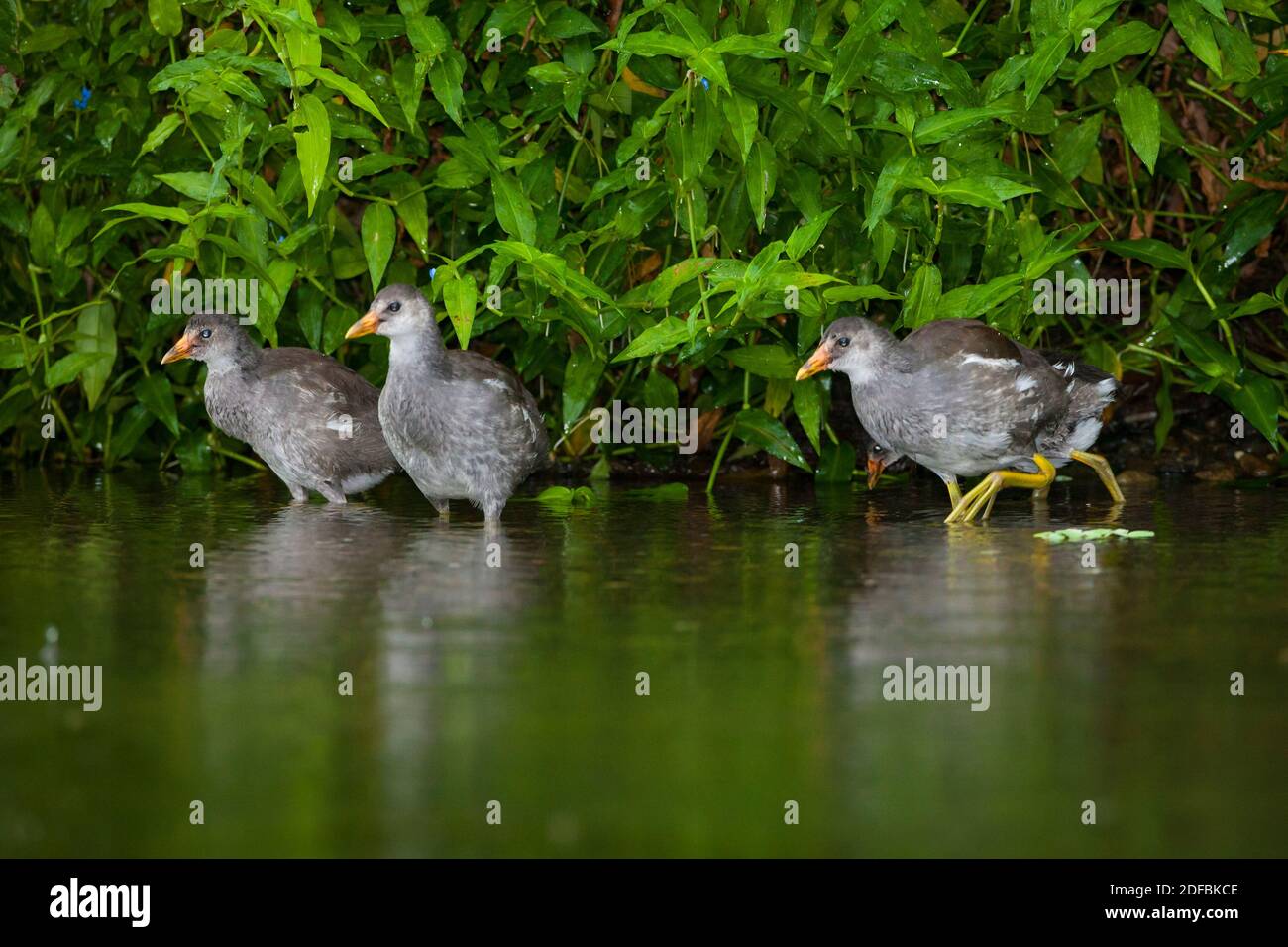 A flock of immature Purple Gallinule, Porphyrio martinica, at the riverside of Rio Chagres, Soberania national park, Republic of Panama. Stock Photo