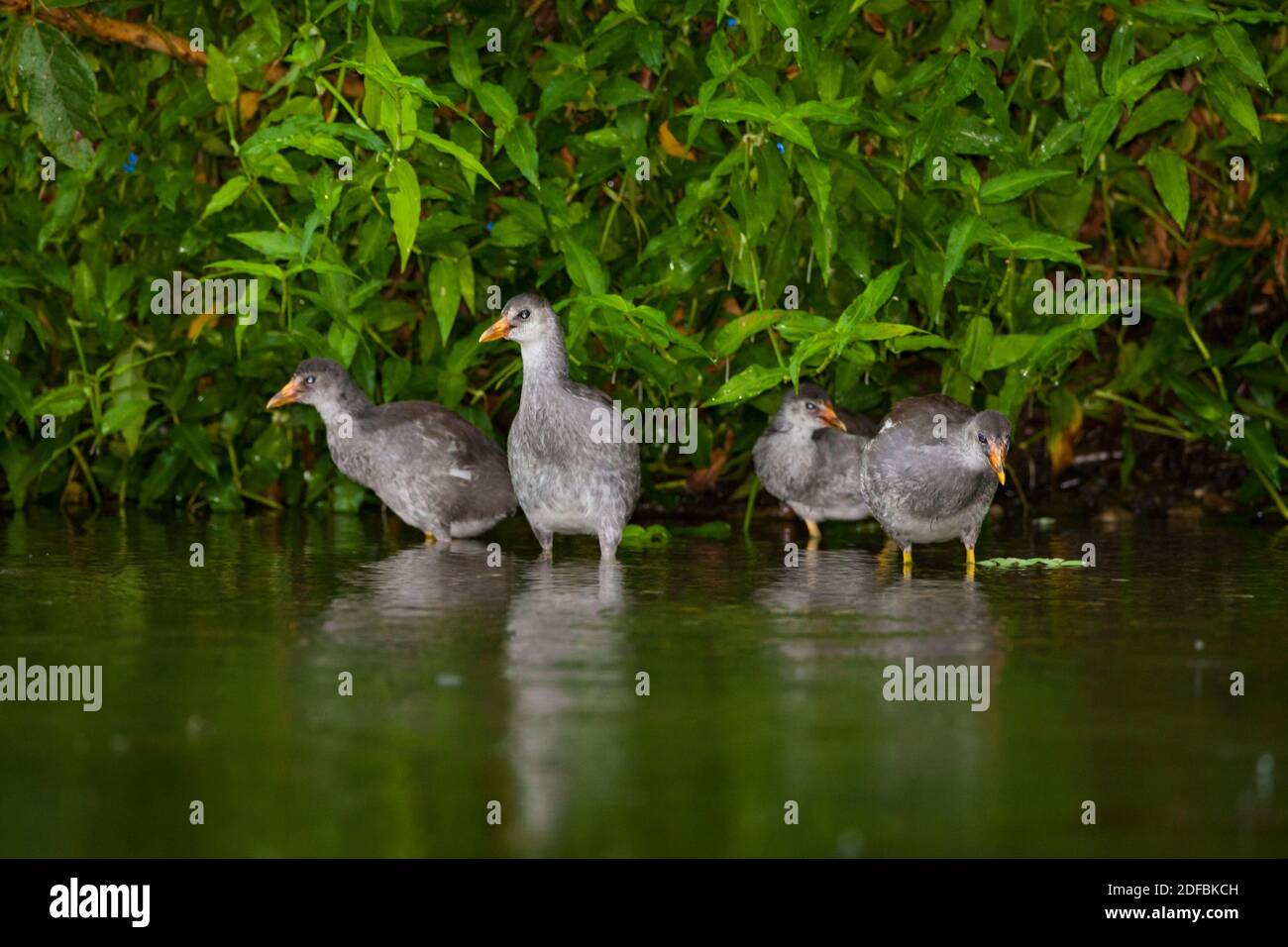 A flock of immature Purple Gallinule, Porphyrio martinica, at the riverside of Rio Chagres, Soberania national park, Republic of Panama. Stock Photo