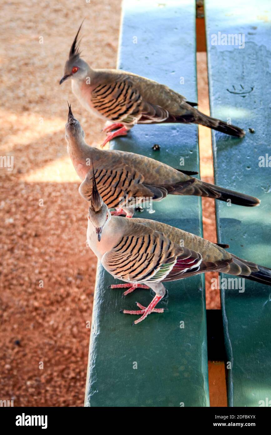 Crested Pigeons (Ocyphaps sp) on a table in Australia Stock Photo