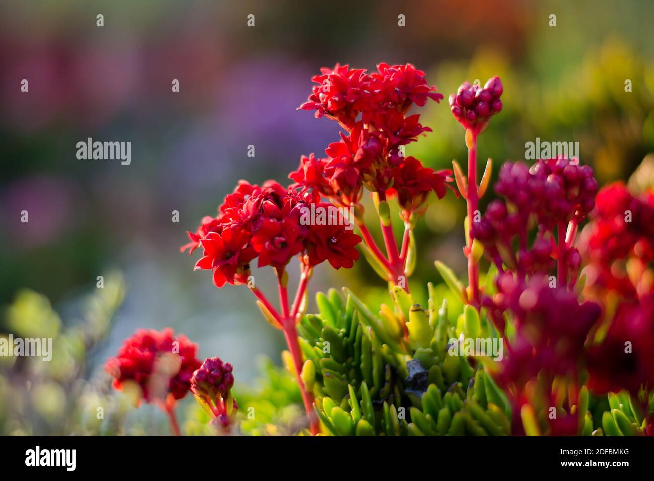 Colorful flowers of botanical garden and rose garden of Ooty Tamilnadu India Stock Photo