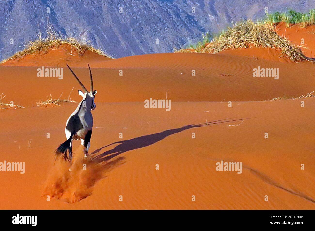 Gemsbok, or South African Oryx (Oryx gazella) running across orange dunes in the early morning at the NamibRand Nature Reserve, Hardap Region, Namibia Stock Photo