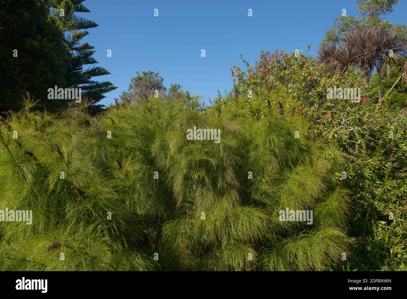 Bell Reed Restionaceae High Resolution Stock Photography and Images - Alamy