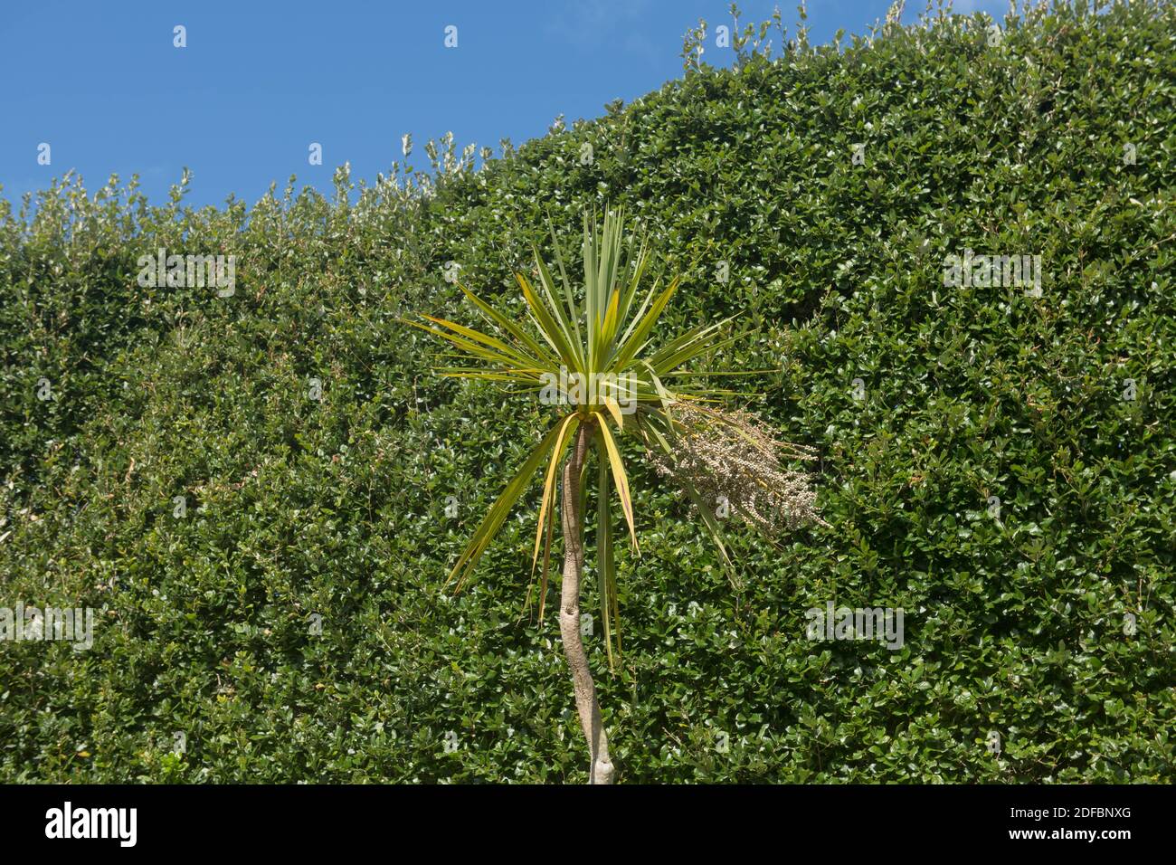 Green Foliage of a Cabbage Palm Tree (Cordyline australis) with a Bright Blue Sky Growing in a Garden on the Island of Tresco in the Isles of Scilly Stock Photo