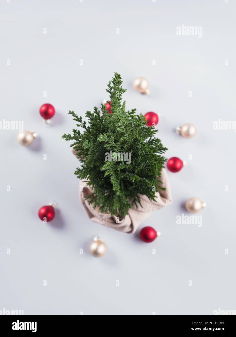 Christmas tree plant as gift wrapped in textile Stock Photo Alamy