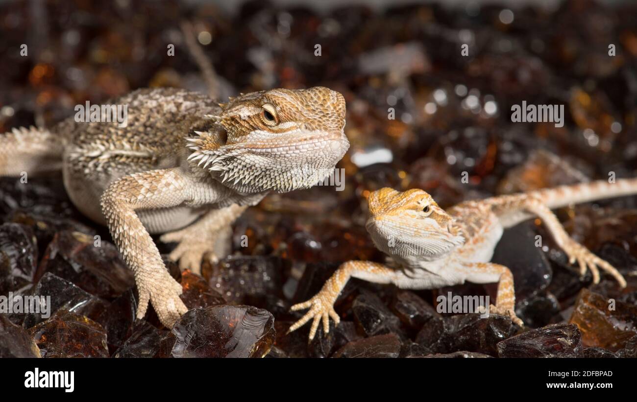 Two bearded dragons sitting and posing together Stock Photo Alamy