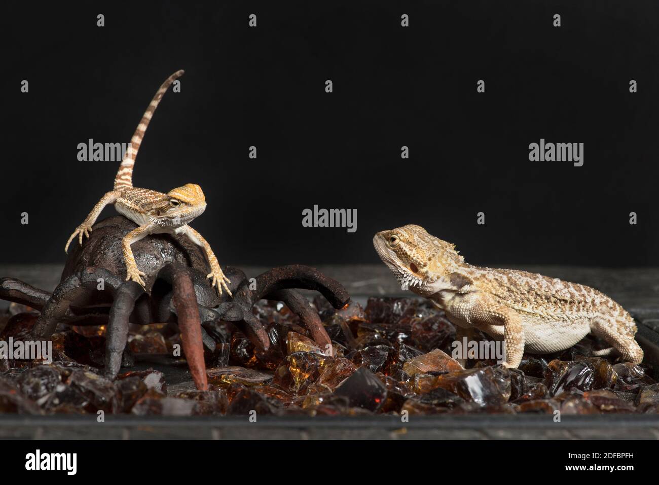 Two bearded dragons looking at each other Stock Photo Alamy