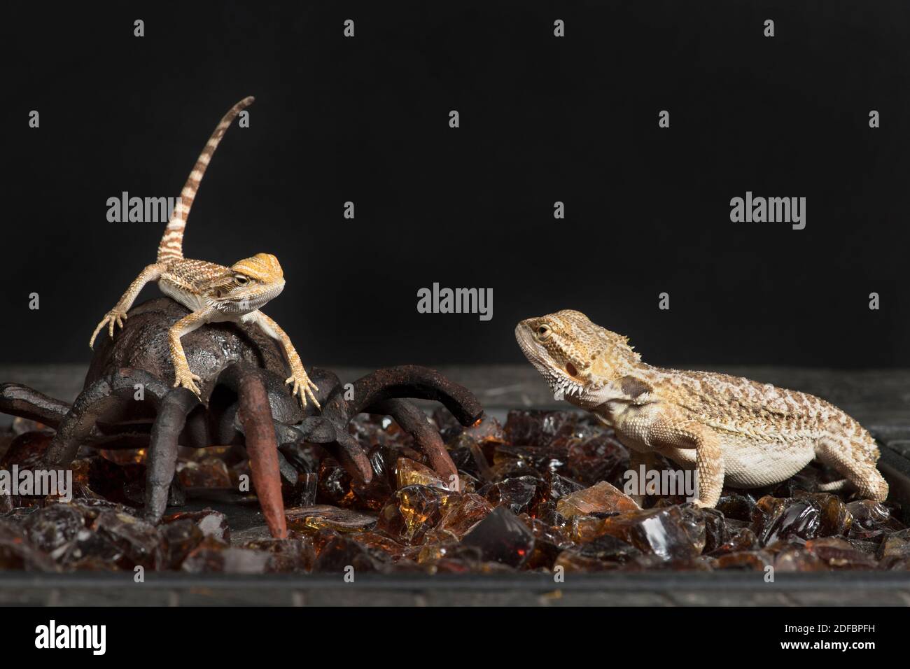 Two bearded dragons looking at each other. Stock Photo