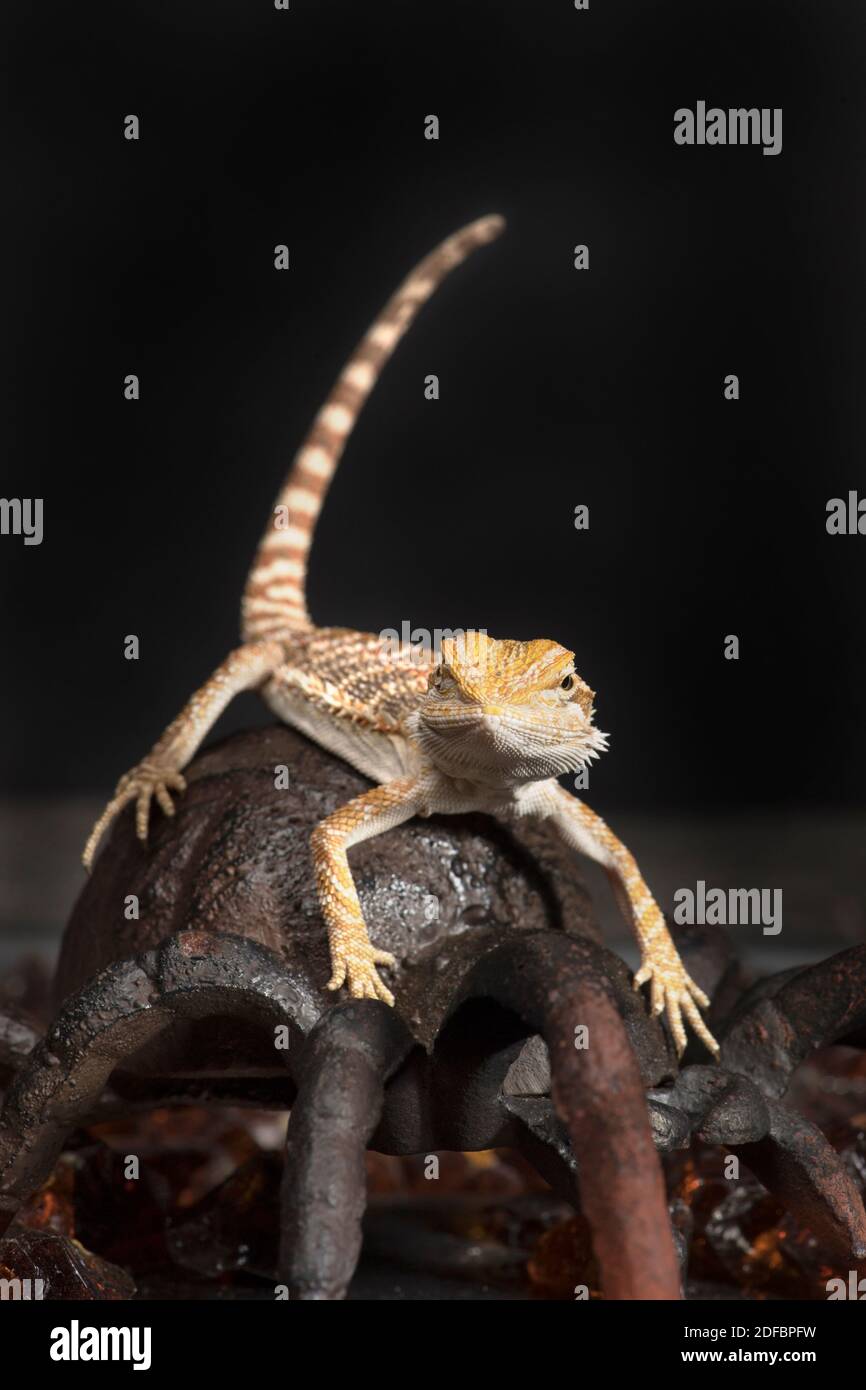 Funny photo of a young bearded dragon perched atop a metal spider. Stock Photo