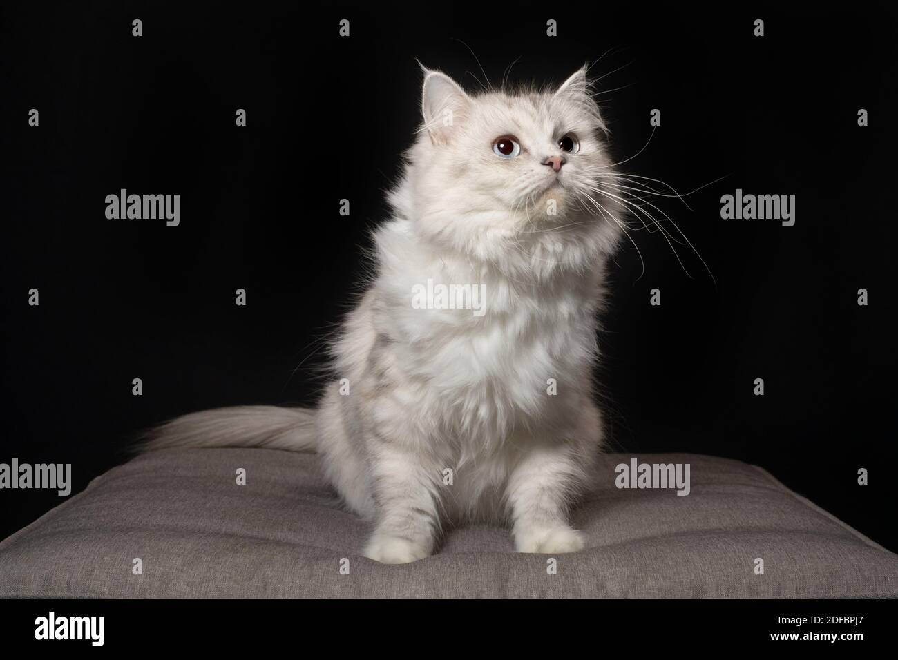 Beautiful purebred white and golden tipped ragamuffin cat, sitting and looking up. Stock Photo