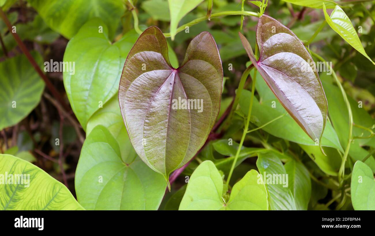 Beautiful Tree Potato leaves. The Name of Dioscorea alata, Dioscoreaceae (mati alu pata), purple yam, greater yam, Guyana arrowroot, ten-months yam, w Stock Photo