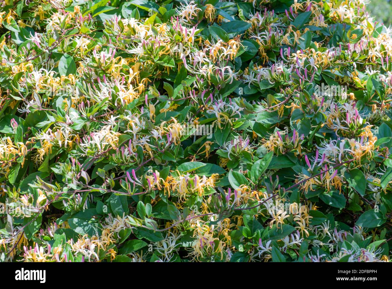 Blooming lonicera honeysuckle as background, climbing plants in garden Stock Photo
