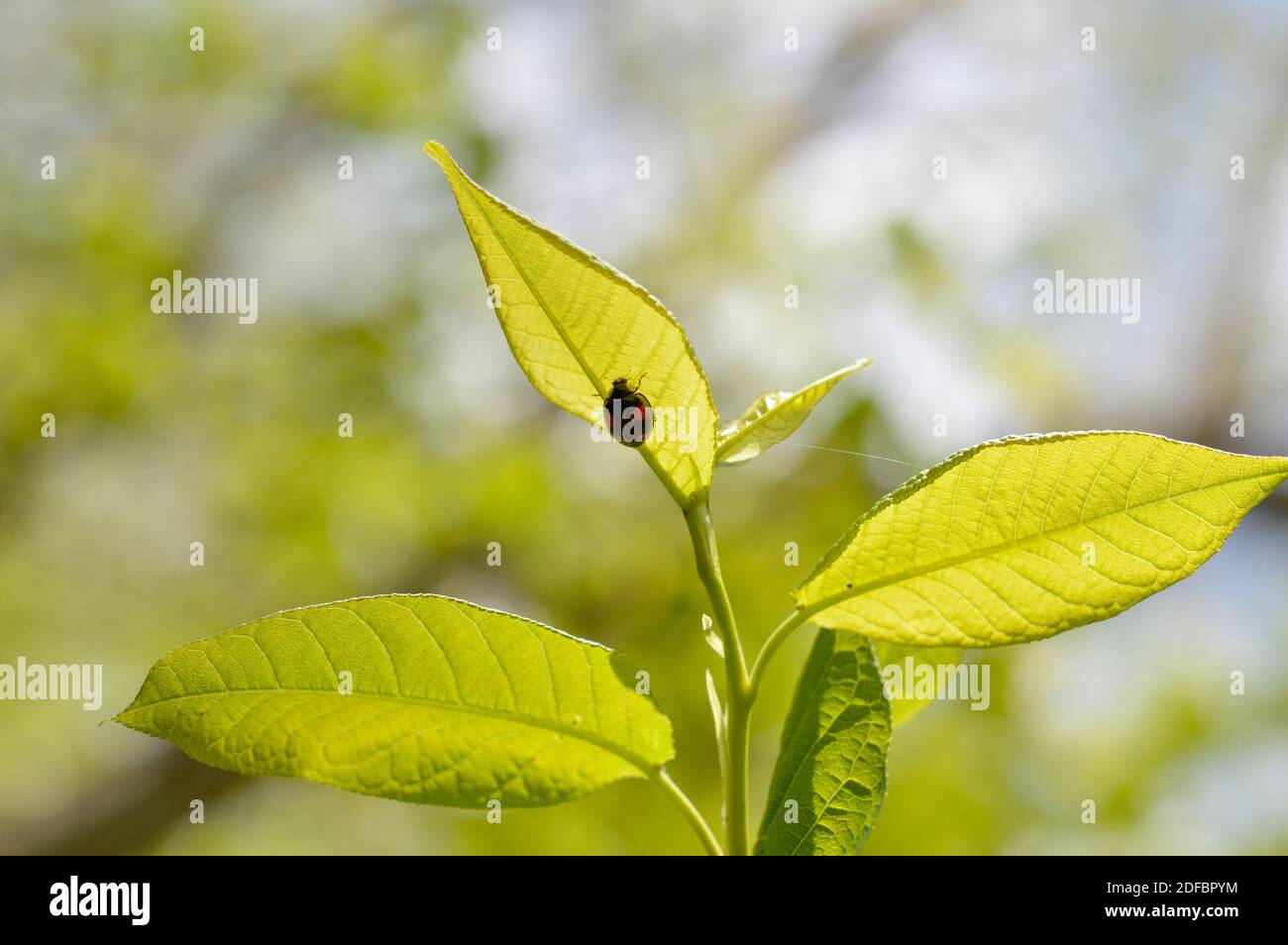Black ladybug with red dots on a leaf macro, black beetle with red spots Stock Photo Alamy
