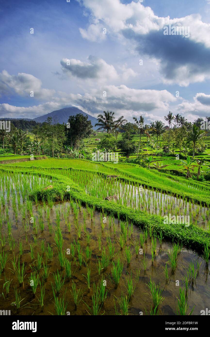 The vast Jatiluwih, Bali rice terrace farm on sunny day. Stock Photo