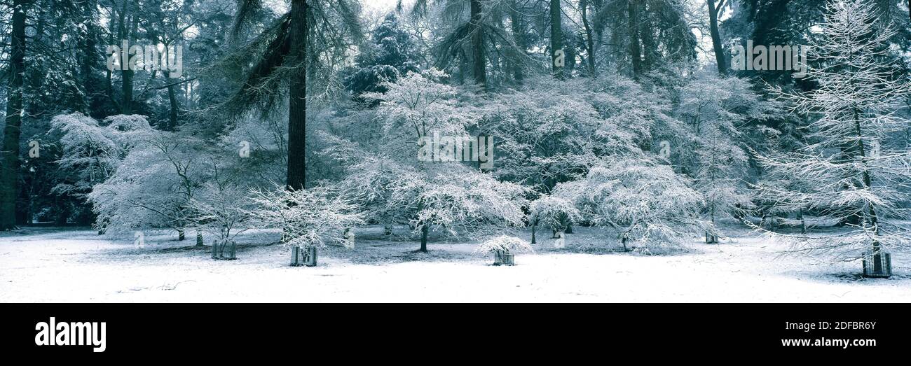 SNOW COVERED MAPLE TREES IN ACER GLADE, WESTONBIRT ARBORETUM . WESTONBIRT GLOUCESTERSHIRE, ENGLAND. FEBRUARY  The range of trees in Acer Glade making Stock Photo