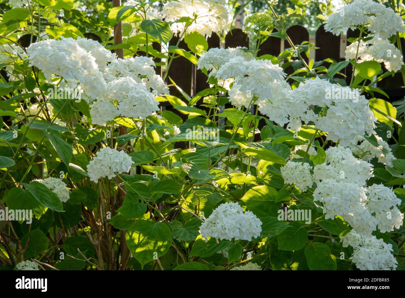 White hydrangea bush in the garden Stock Photo