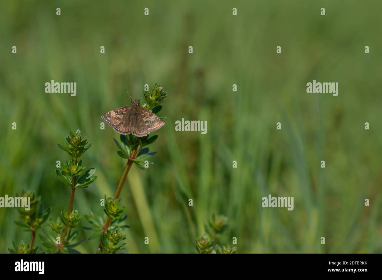 Dingy skipper butterfly in nature on a plant, tiny brown butterfly in natural environment. Small brown moth. Stock Photo