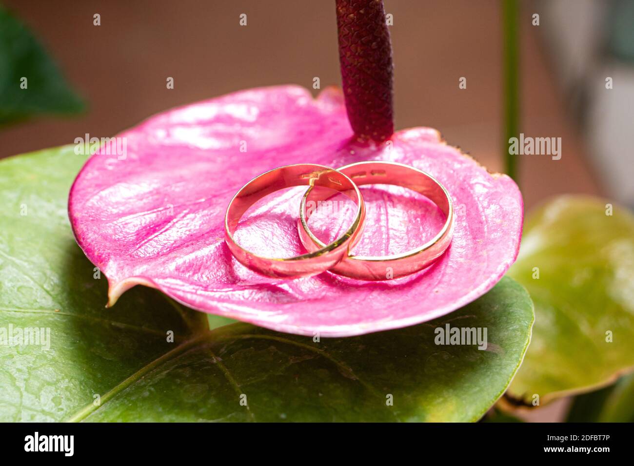 Wedding rings of the bride and groom on a beautiful pink flower on the wedding day. Wedding traditions Stock Photo