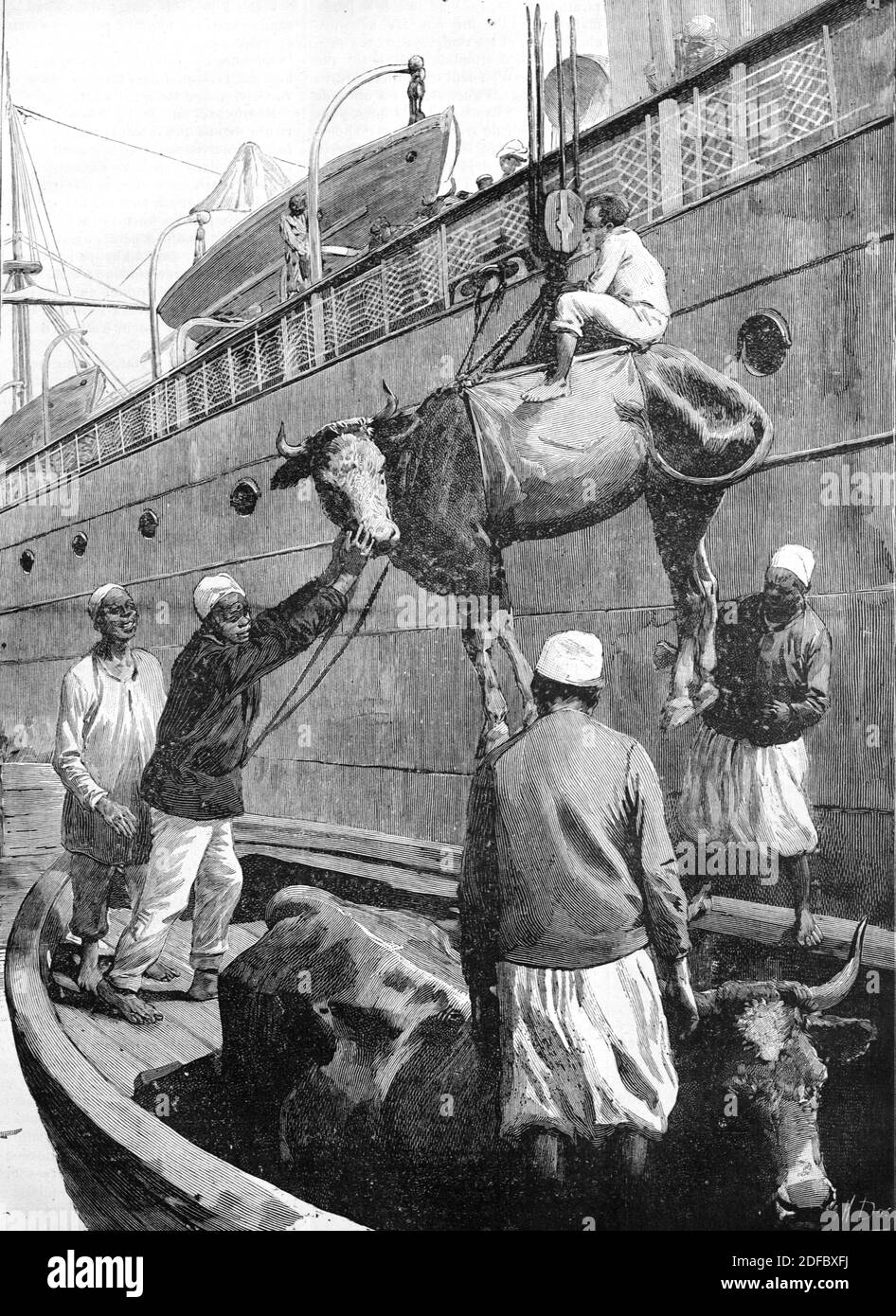 Loading Zebu Cattle onto Ship for Export to France Madagascar (Engr 1895) Vintage Engraving or Illustration Stock Photo
