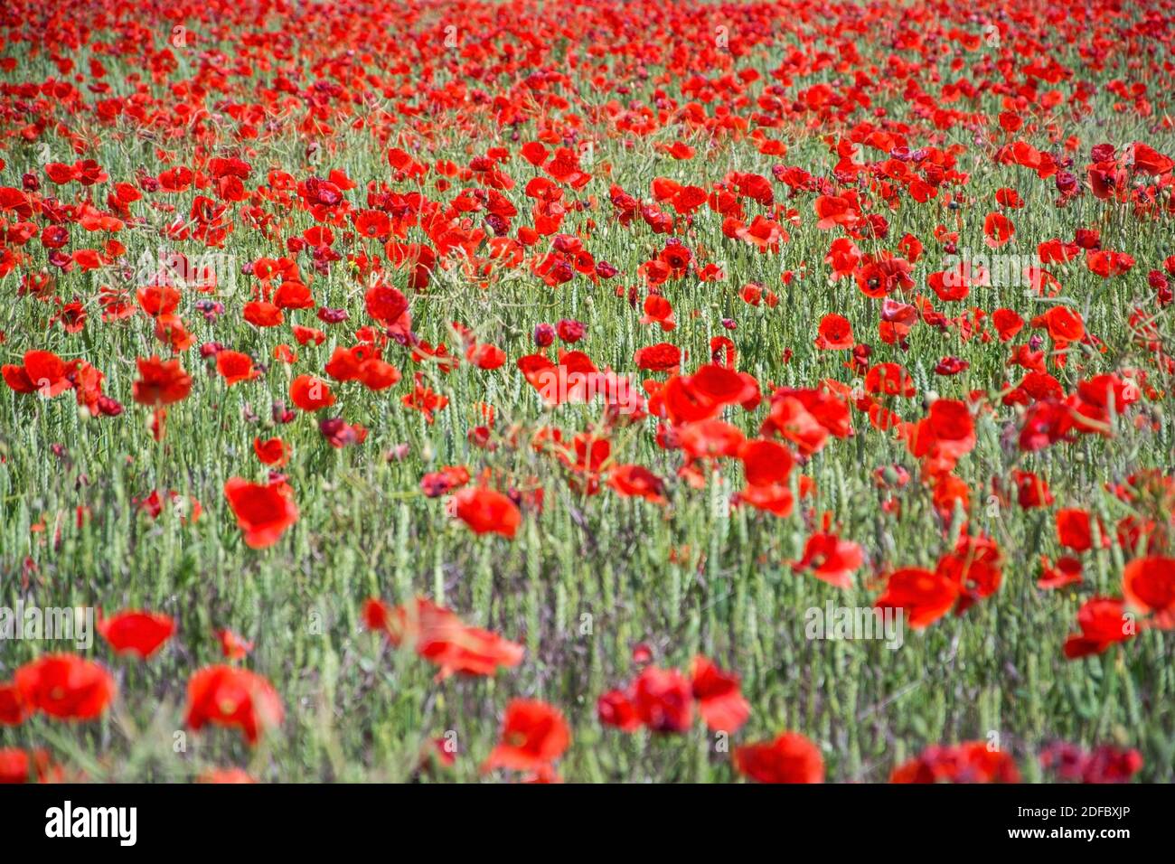 Die leuchtend roten Blüten des in Mitteleuropa wilden Klatschmohns, Papaver rhoeas, blühen ab Ende Mai und kennzeichnen den Beginn des Frühsommers Stock Photo