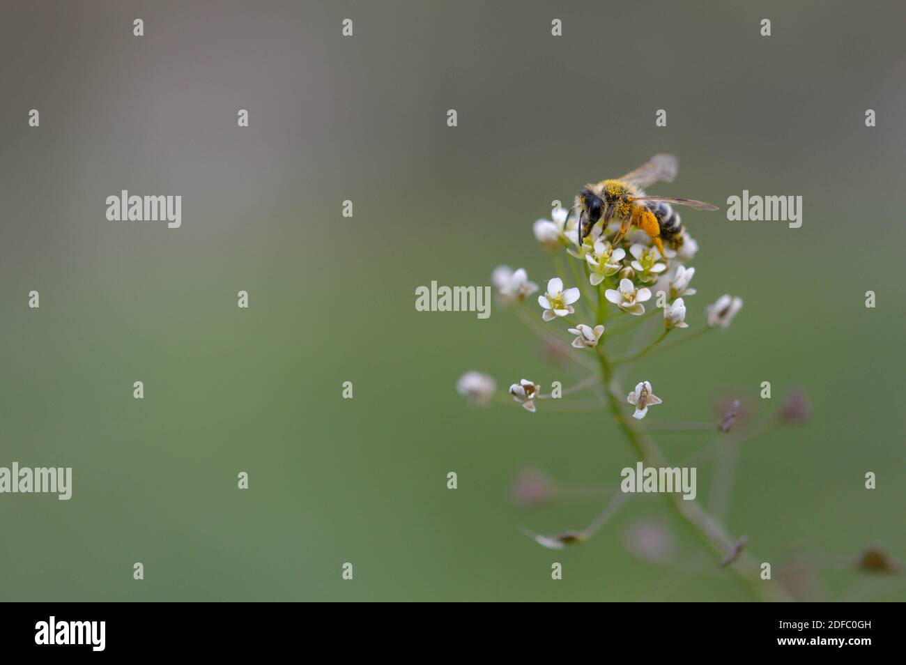 Full body of bee hi-res stock photography and images - Alamy
