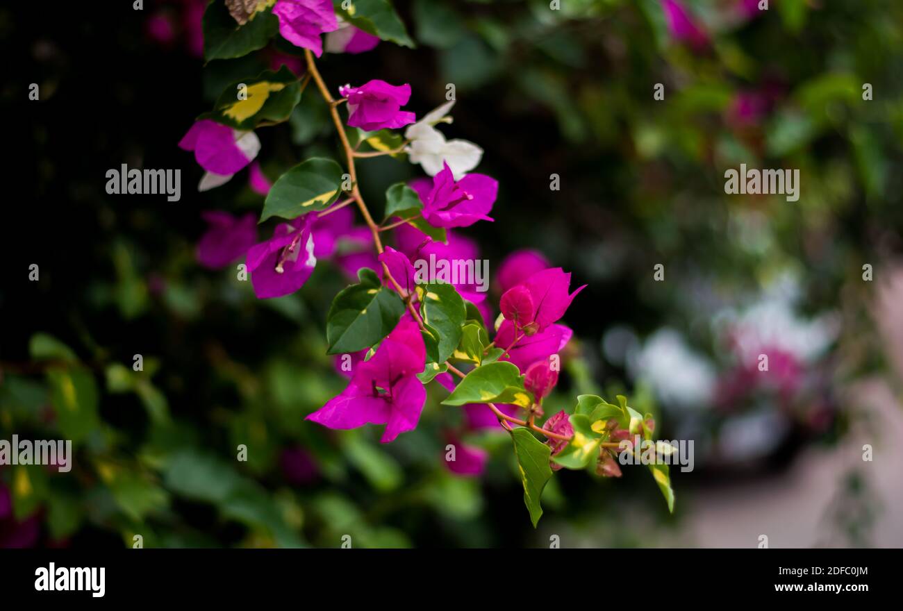 Colorful flowers of botanical garden and rose garden of Ooty Tamilnadu India Stock Photo