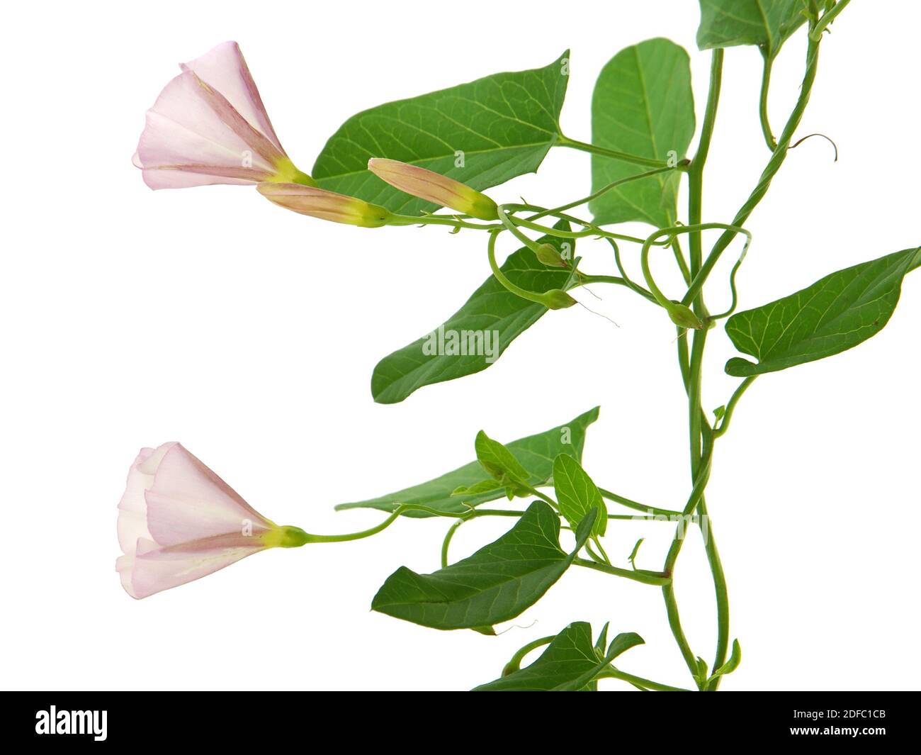 Field bindweed plant isolated on white, Convolvulus arvensis Stock