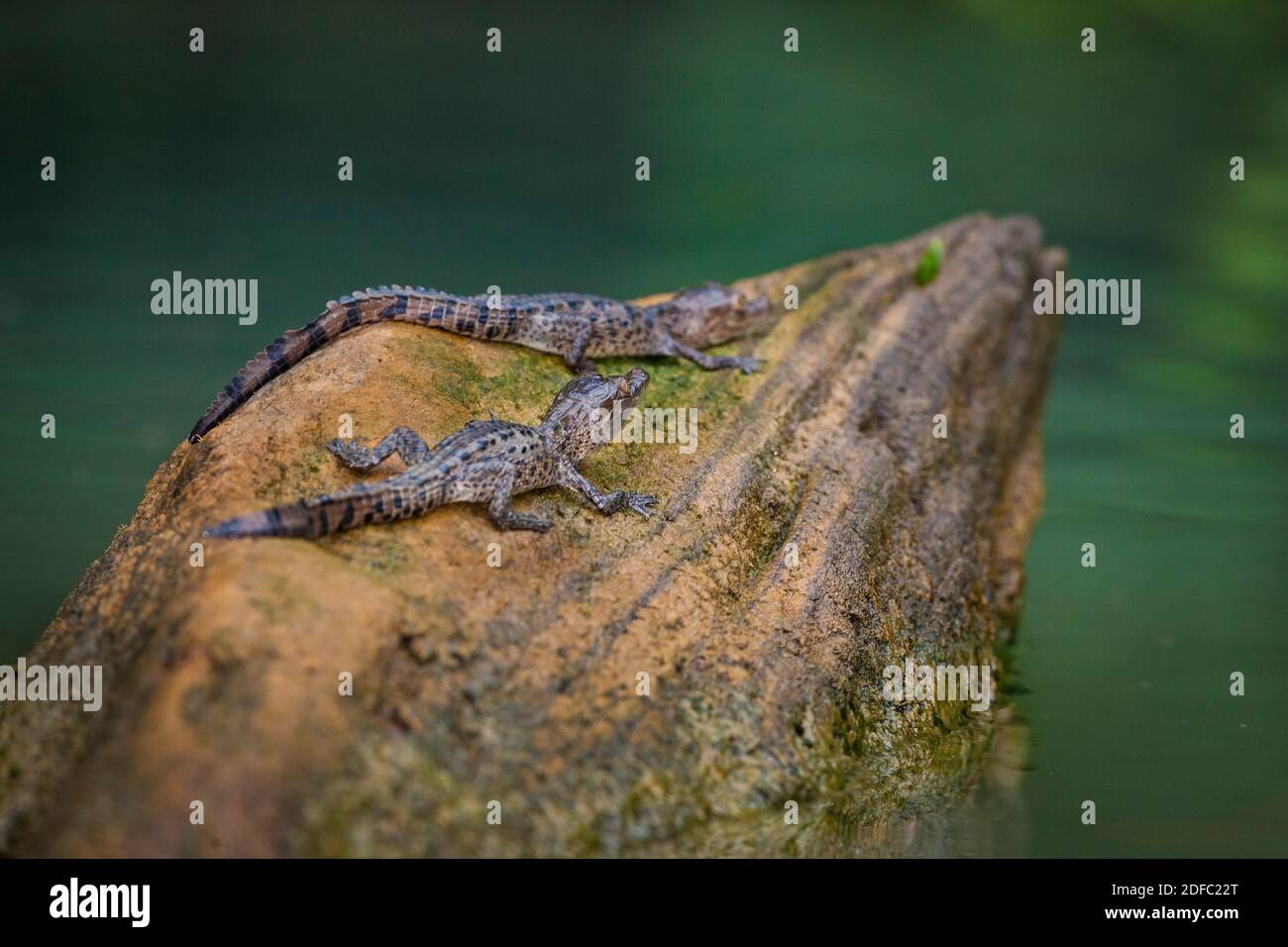 Two juvenile American Crocodiles, Crocodylus acutus, on a log in one of the sidearms of Gatun lake, Soberania national park, Republic of Panama. Stock Photo