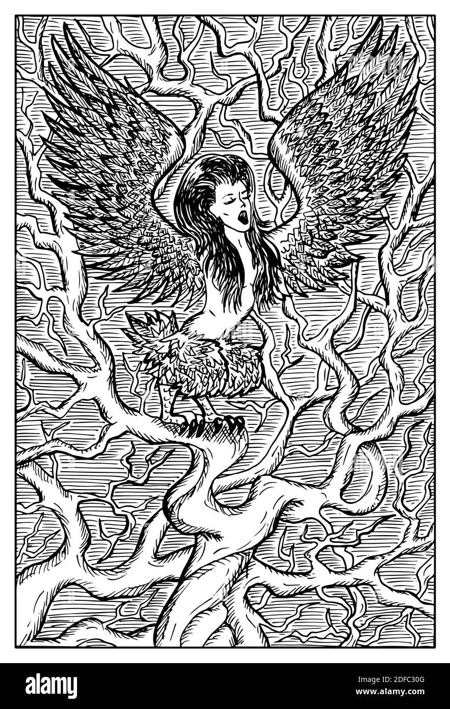 Harpy. Engraved black and white Fantasy illustration with mythological ...