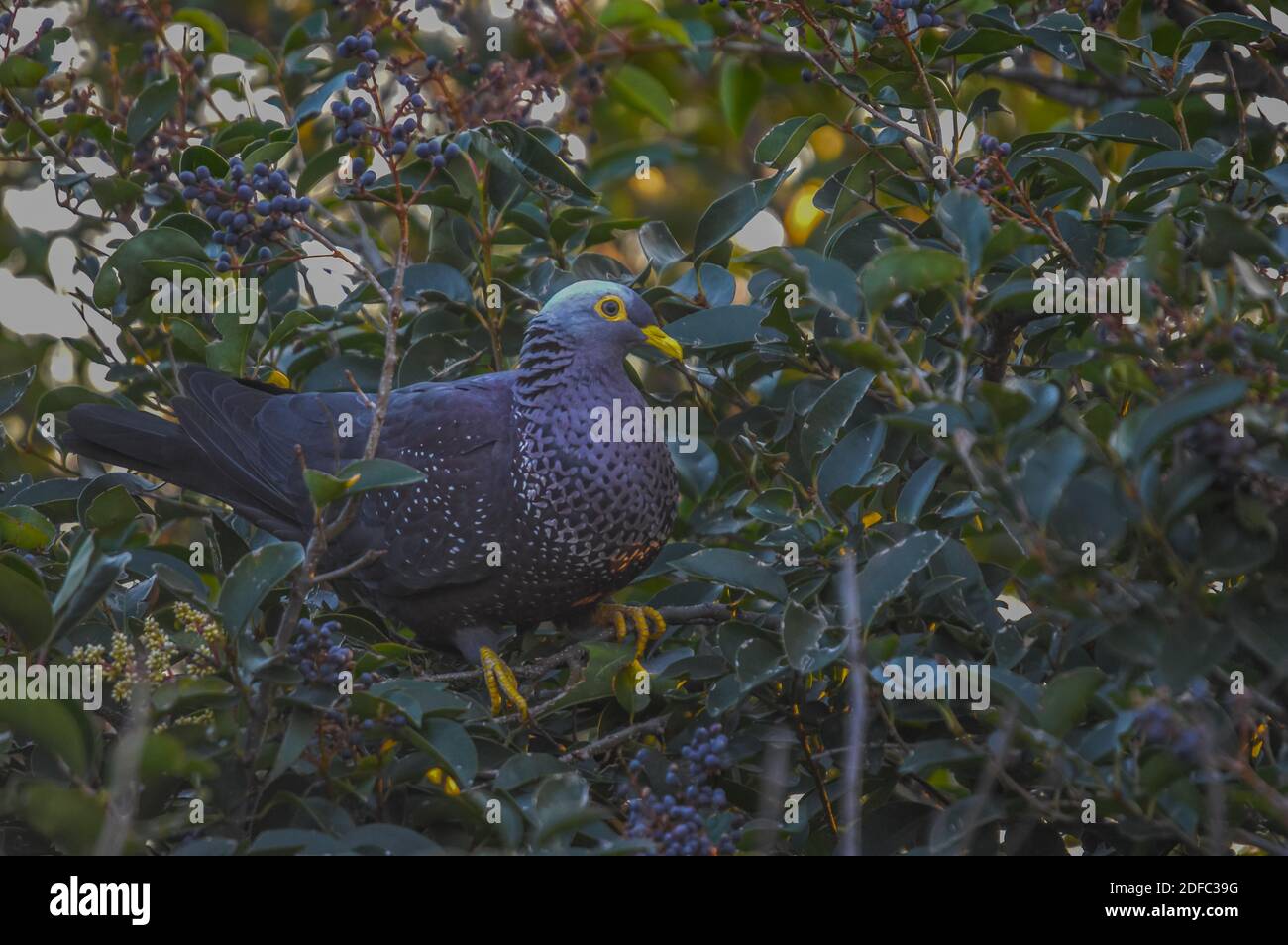 Colorful Rameron or olive pigeon perched on an elderberry tree and feeding Stock Photo