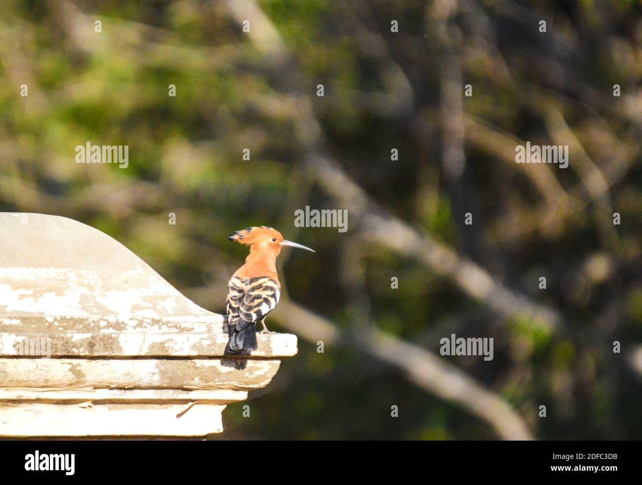 Beautiful African Hoopoe isolated and single also known as Hoopoes are now social Stock Photo